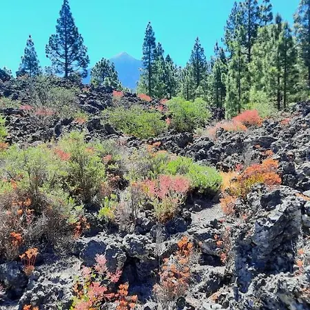 Castle Harbour 2* Los Cristianos (Tenerife)